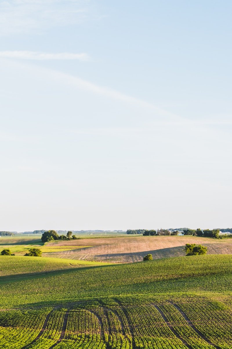 Photo by Sitraka green covered land under blue sky